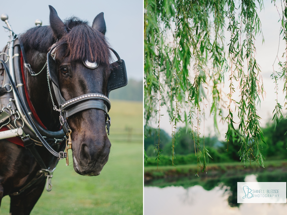 black-horse-carriage-wepping-willow-tree-pond-wedding