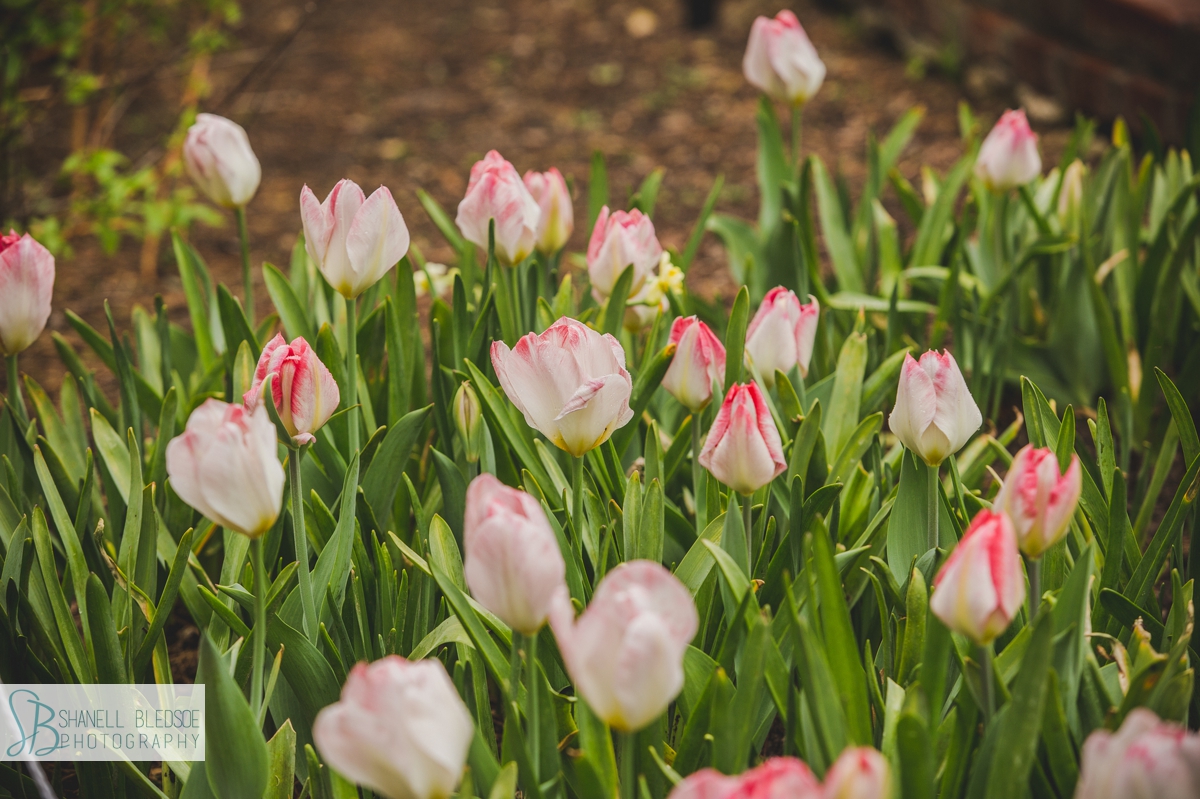 Pink tulips in bloom at Cheekwood in Nashville engagement photos