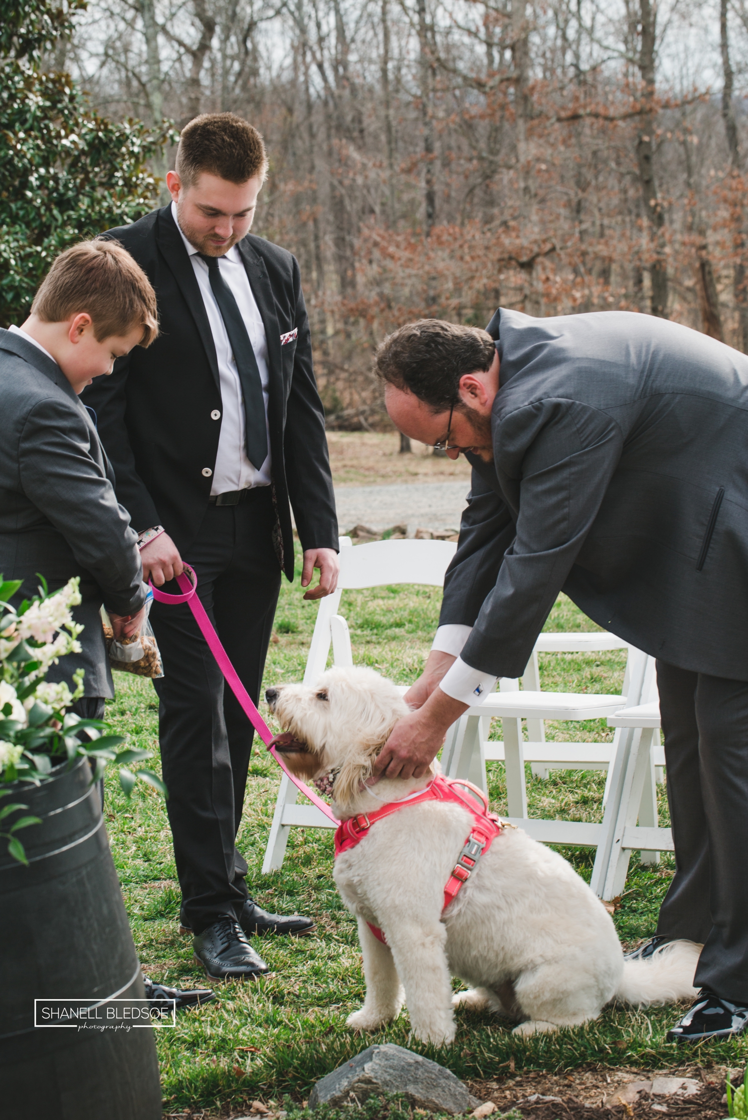 labradoodle ring bearer dog at winery wedding